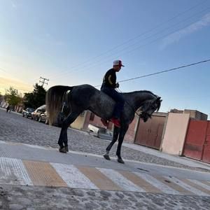 Meet your Posher, Jonas